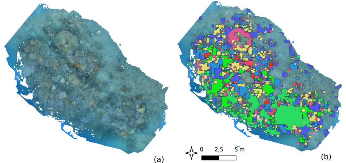 Detection of coral species on an orthomosaics