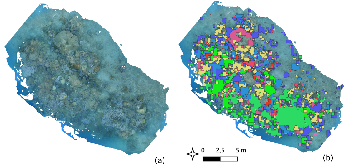 Detection of coral species on an orthomosaics
